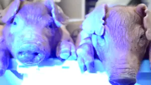 Purceluşi care strălucesc în întuneric, creaţi de Crăciun, cu ajutorul ADN-ului unor meduze - VIDEO