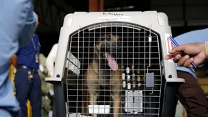 Statele Unite ale Americii interzic importurile de câini din peste 100 de ţări. Motivul invocat de Centrul pentru Controlul şi Prevenirea Bolilor