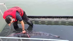 Sturion de 147 de kilograme, prins de doi pescari pe Braţul Borcea al Dunării