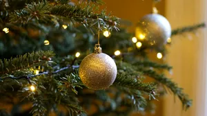 Ce este mai nociv: bradul artificial sau bradul natural? Concluzia celor mai recente studii  