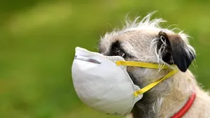 Câini special antrenaţi pentru a depista cazurile de infecţie cu coronavirus. Soluţie pentru ţările care nu au kituri de testare