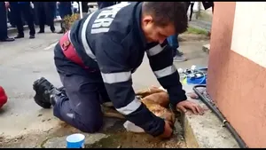 Pompierul din Argeş, care a salvat un om şi l-a resuscitat pe câinele său, l-a vizitat pe patruped la veterinar: Salut, prietene! Te rog să scapi, să o faci pentru mine