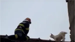 Operaţiune de salvare cu emoţii la „castelul cu inorogi”. Un ied îndrăzneţ se urcase pe clădirea înaltă de 10 metri. VIDEO