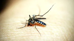 Europa riscă să devină un focar pentru virusul chikungunya, pe fondul extinderii habitatelor țânțarilor