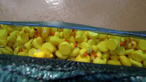 Microplasticele provin din obiecte de zi cu zi, de la jucării pentru copii la vopsea sau implanturi medicale