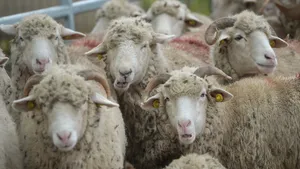 Ministrul Agriculturii: Oaia a descoperit înălţimile şi le-a înnobilat. Ciobanii îşi lasă casele crescute din smântână, pleacă de acasă în pribegia câştigului, dar mai mult decât atât, în dragostea pentru creşterea animalelor