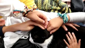 FOTO Cetatea din România cu mascotă felină. Cum a ajuns o pisică să aibă propria pagină de Facebook