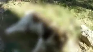 Arad: Câini morţi găsiţi în apropierea localităţii Pâncota. Suspectul, internat la psihiatrie