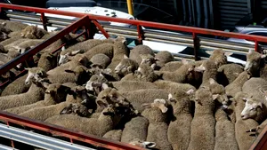 ANSVSA: Transporturile ilegale de oi, cel mai mare pericol biologic la adresa României