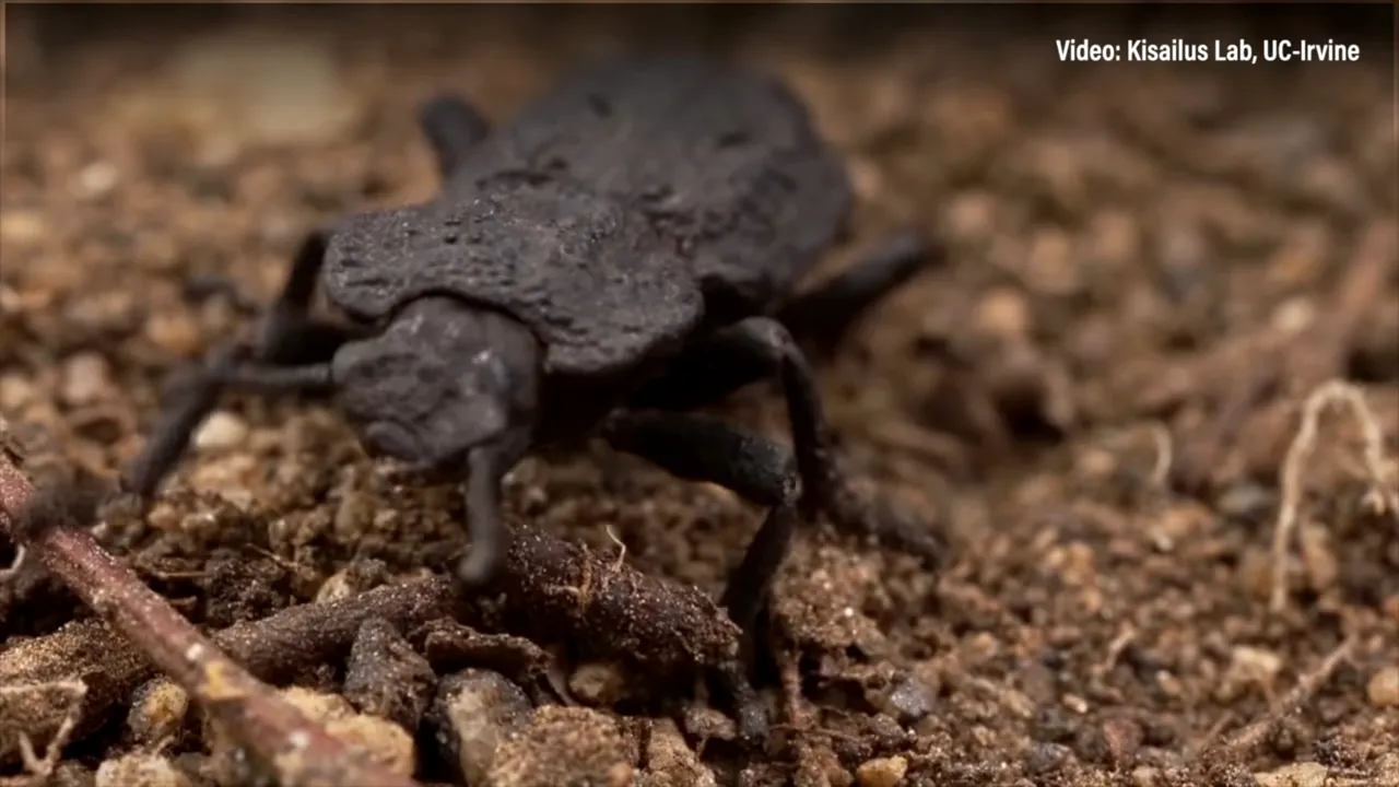 Există  o subfamilie de gândaci indestructibili. Zopherinae poate fi călcat de o maşină fără să păţească nimic
