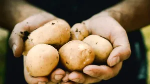 Cartoful are propria zi internațională. Cum a devenit una dintre cele mai importante culturi agricole