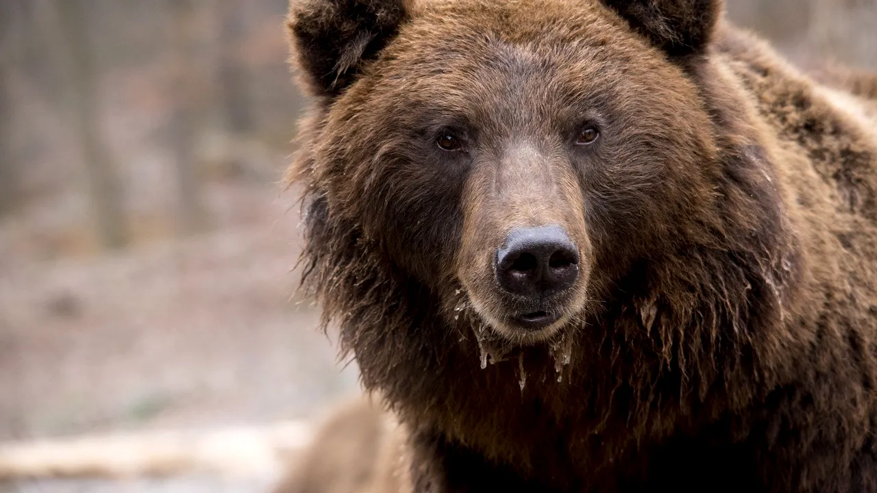 Urs „vânat” de autorităţile din Târgu Mureş. Animalul care se plimbă deseori într-un cartier al oraşului va fi relocat