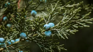 Aurul verde: planta numărul unu care previne pietrele la rinichi, scade tensiunea arterială și elimină bacteriile