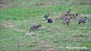 Imagini spectaculoase cu lupi care îşi marchează teritoriul într-o pădure din Piatra Craiului