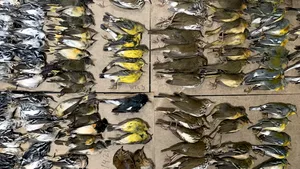 Măcel pe trotuarele din New York. Sute de păsări migratoare au murit lovindu-se de zgârie-nori 