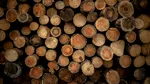 Romsilva: Decizia prin care 43.227 de hectare de păduri se retrocedau în Bacău a fost anulată