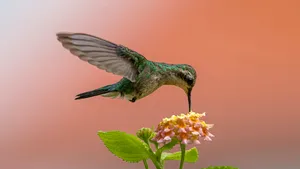 Păsările colibri transformă dificultăţile în oportunităţi pentru a supravieţui