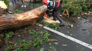 Trafic blocat pe DN 2, în judeţul Ialomiţa, după ce un copac a fost doborât de vijelie