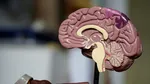 Creierul continuă să creeze neuroni noi pe tot parcursul vieții, spun cercetătorii