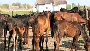 Masacrul de la Pădurea Letea: Caii duşi la abator