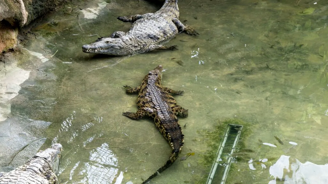 Italian arestat pentru că deținea doi crocodili dintr-o specie rară și periculoasă. Ce au mai descoperit polițiștii