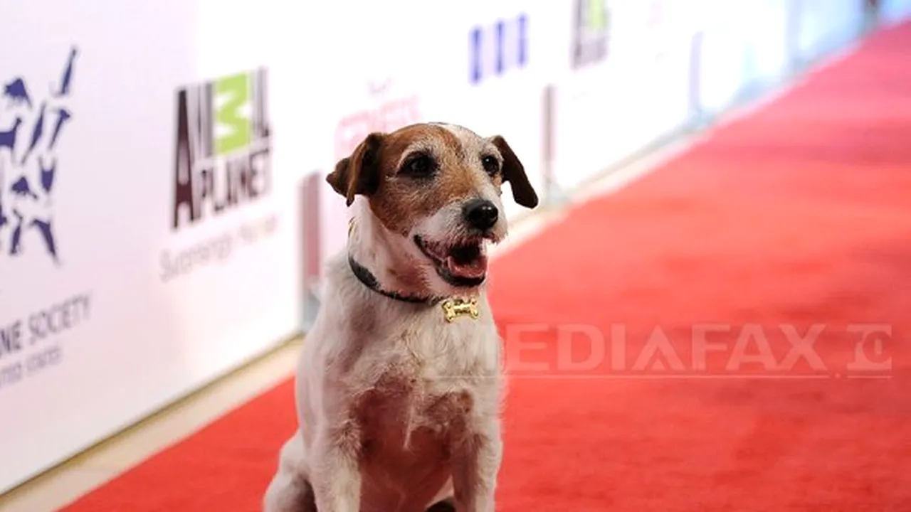 Uggie, câinele din 