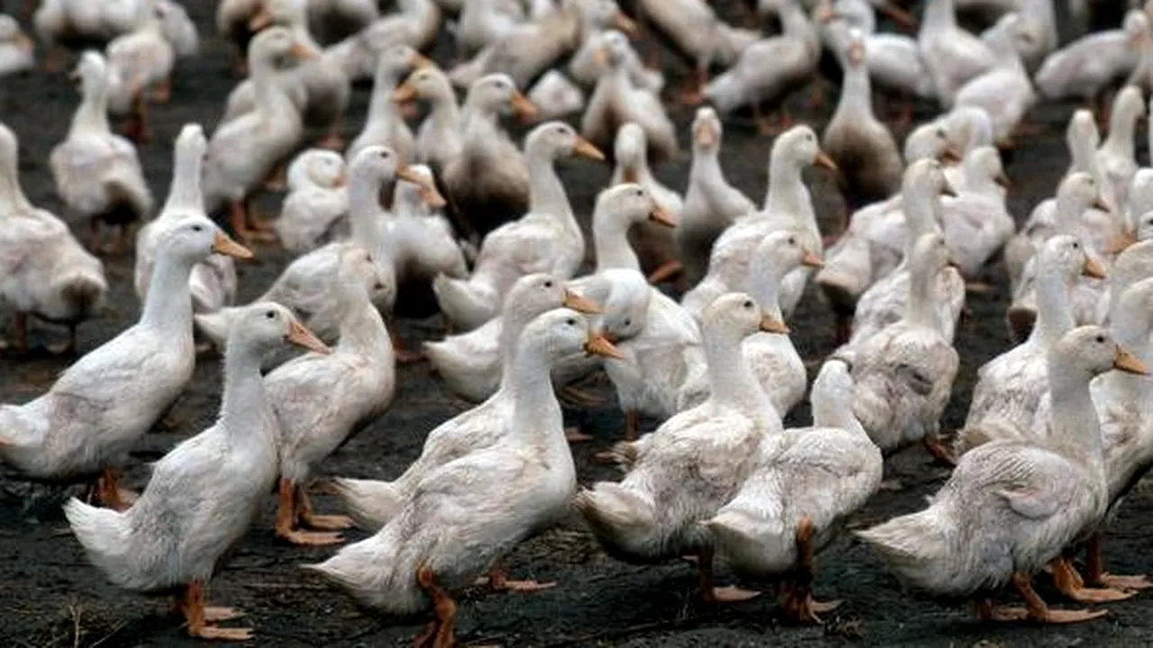 China pregăteşte o armată de 100.000 de raţe pentru a lupta cu invazia de lăcuste din Pakistan