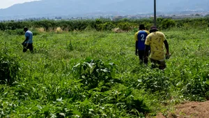 Fermier italian condamnat la 16 ani de închisoare după ce a lăsat un muncitor indian să moară