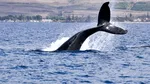 Islanda a emis un ordin de expulzare a unor activiști care se opun vânătorii de balene