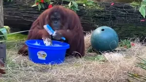 VIDEO Un urangutan de 34 de ani a învăţat să se spele corect pe mâini 