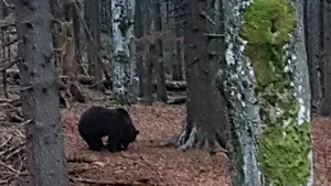 Ursoaică cu pui, alungaţi cu girofarul de pe o stradă din Buşteni 