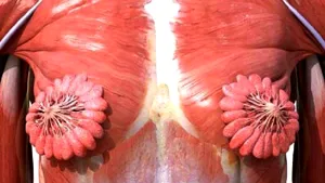 O imagine anatomică a corpului uman a devenit VIRALĂ. Reacţii dintre cele mai diverse: „De ce arată aşa? Chiar le am? Nu mai vreau sânii”