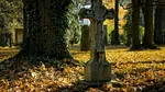Fitness în cimitir: În Viena se poate practica sportul printre morminte