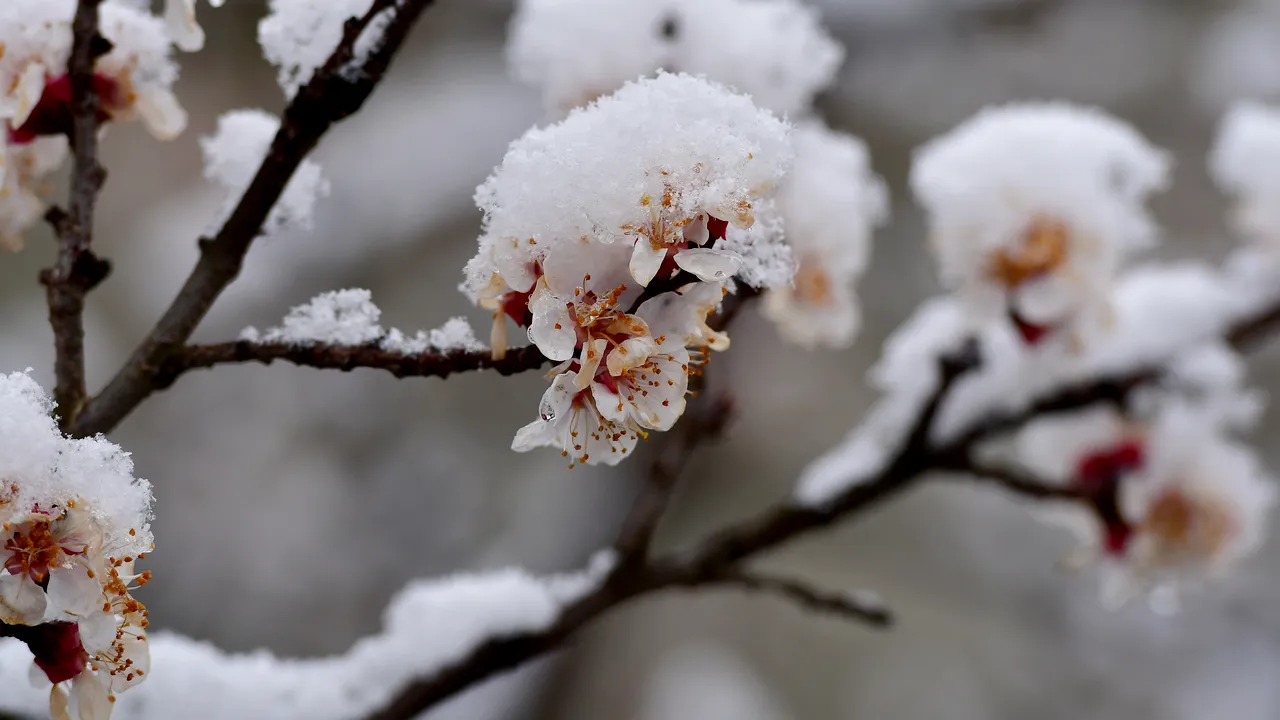 METEO. Vremea în România, în următoarele patru săptămâni: când vine primăvara şi în termometre