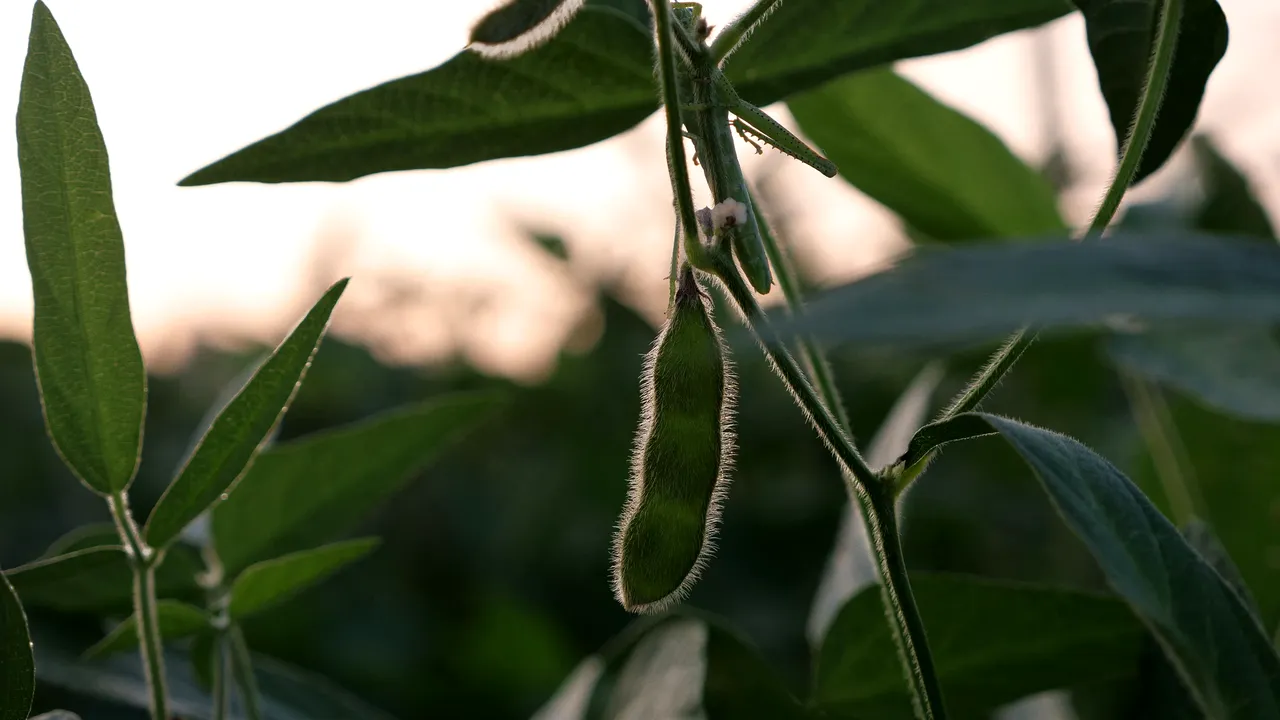 Consolidarea producţiei de culturi proteice europene necesită soluţii concrete – Corteva Agriscience