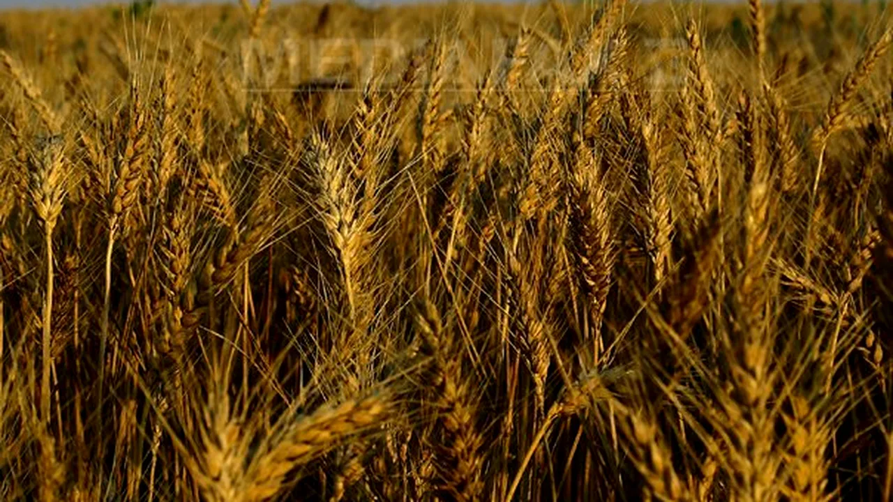 Estimări SUA: Producţia mondială de grâu ar putea atinge un nou record în anul agricol 2013-2014 
