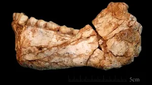 FOTO Au fost descoperite cele mai vechi fosile de Homo sapiens. TEORIA care zguduie din temelii istoria omenirii