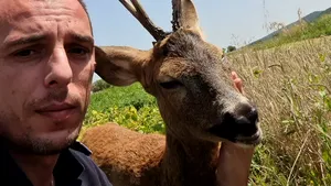 FOTO Recunoştinţa animalelor: pui de căprioară, de nedespărţit de salvatorul său