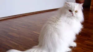 Iranul ar putea trimite în spaţiu o pisică persană