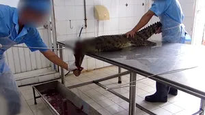 Imagini greu de privit. Crocodili sunt ucişi în mod violent pentru poşete Louis Vuitton | VIDEO