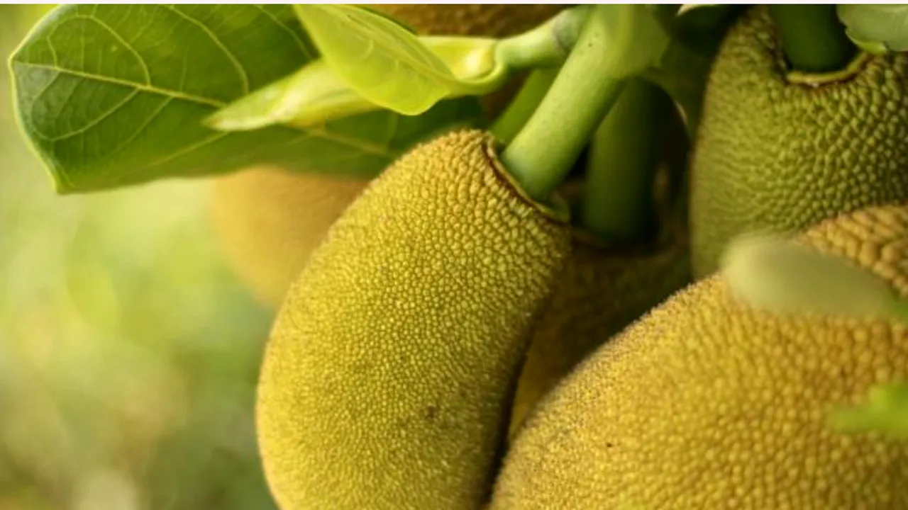 Un nou super-aliment: Jackfruit, fructul-minune care costă 100 de euro şi este aproape necunoscut în Europa