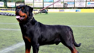 Jocurile care l-au făcut milionar în euro pe un italian: avere făcută din câini şi din pietre preţioase



