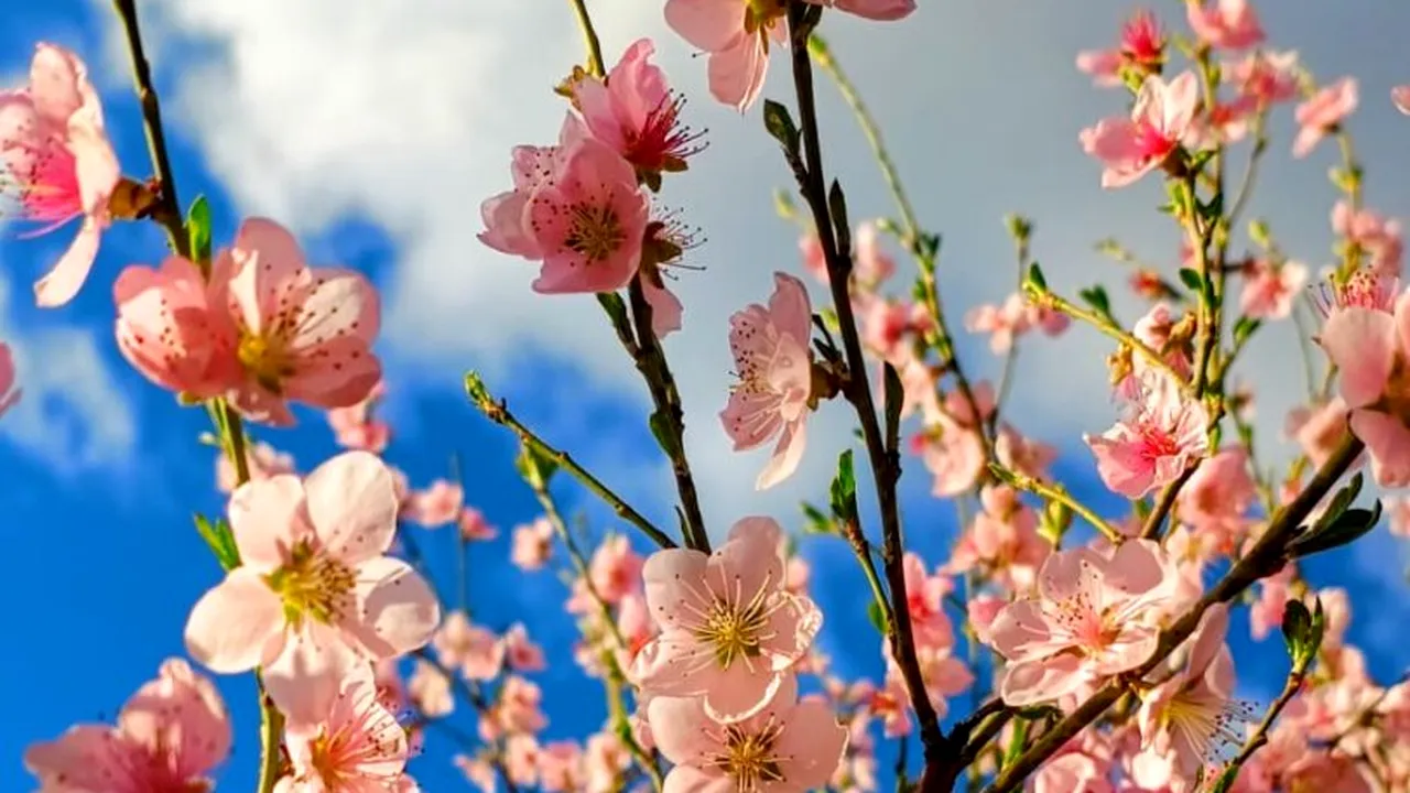 Grecia devine noul spectacol al primăverii: ce flori atrag turiștii din toată Europa?