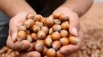 Pot alunele de pădure să devină noul fistic?