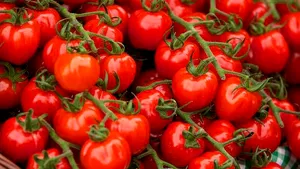 Cum sunt VOPSITE, în doar câteva ore, roşiile care ajung în supermarket şi de ce nu au gust