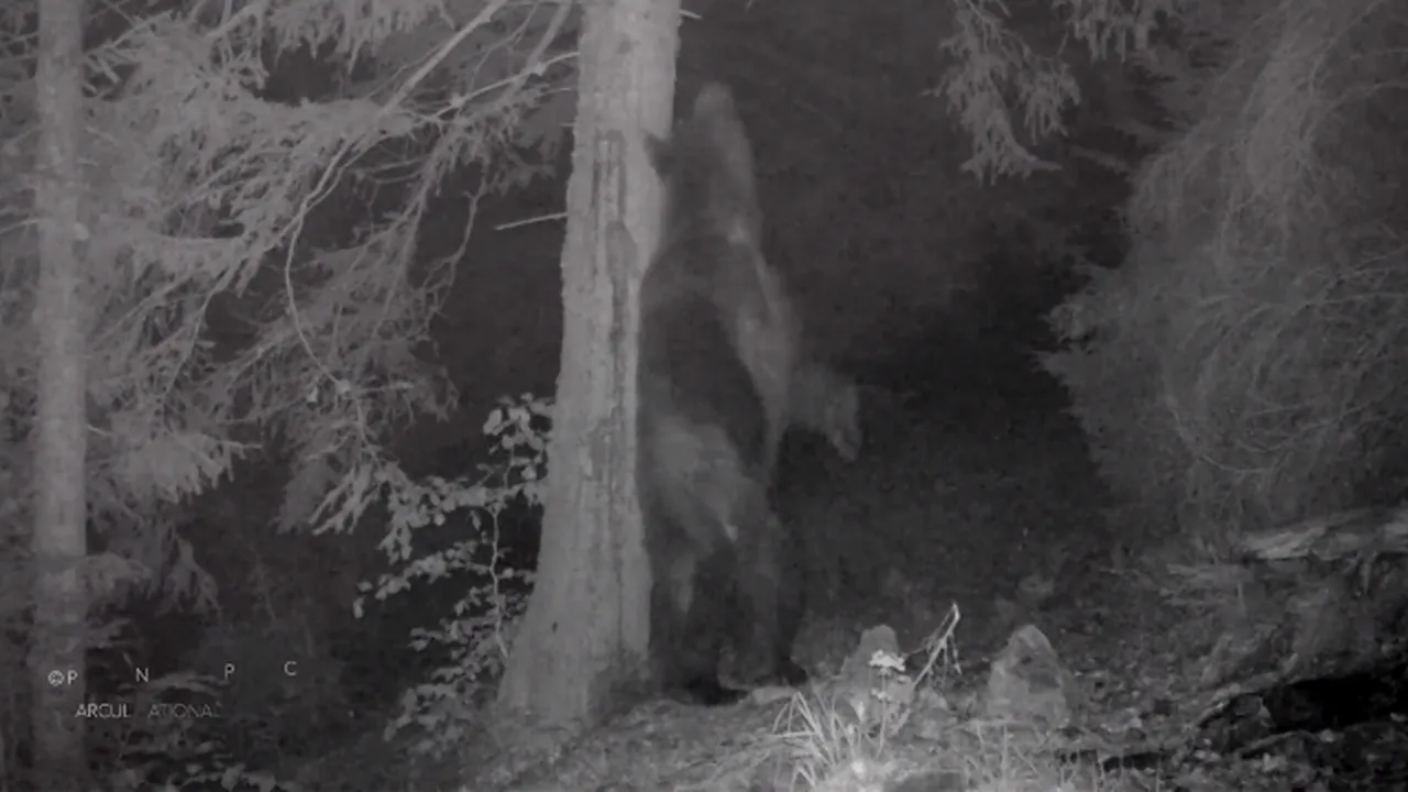 Baloo, într-o pădure din Piatra Craiului. Un urs a fost filmat în timp ce se scărpina de un copac