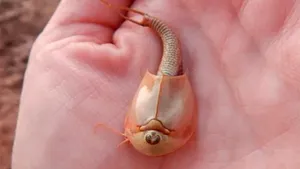 Cum au apărut creveţii dinozaur cu trei ochi care au invadat un iaz din Arizona. Bizarele creaturi au aspect preistoric