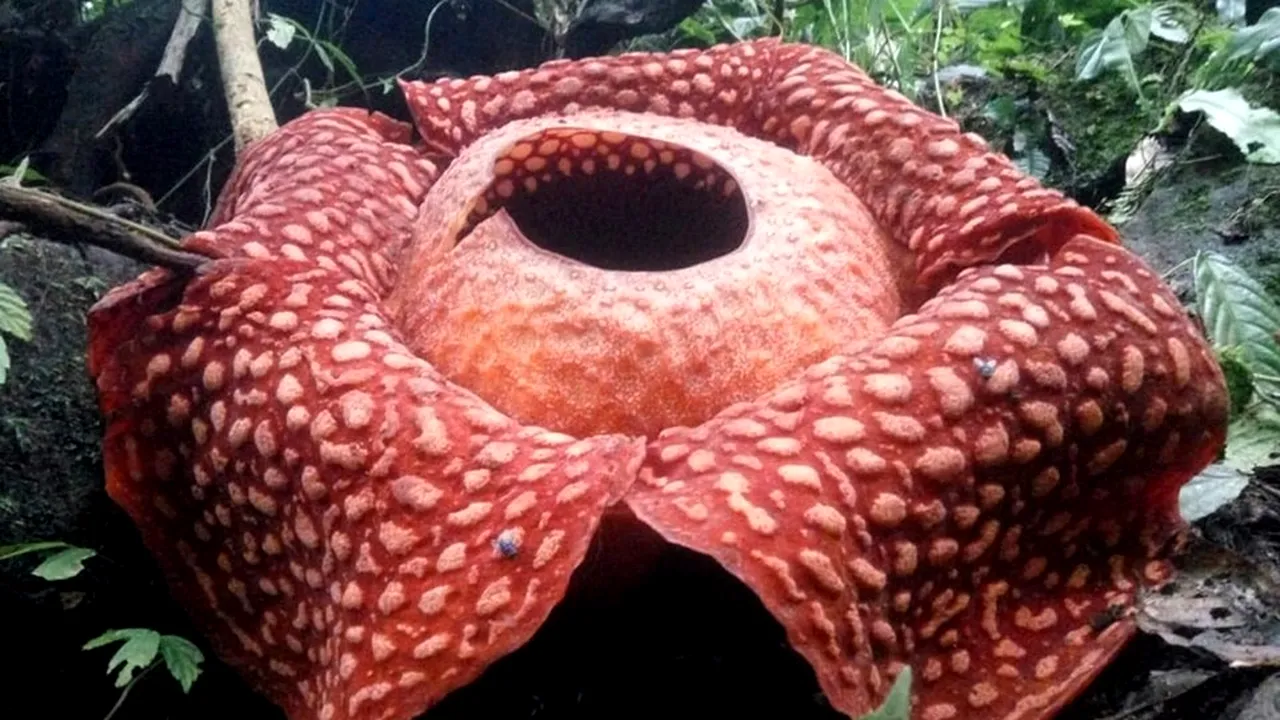 Cea mai mare „floare-monstru” a fost descoperită în Indonezia - FOTO
