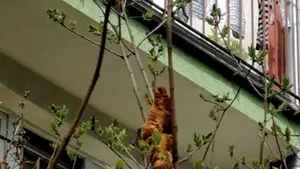 Un monstru agăţat într-un copac timp de două zile, motiv de spaimă pentru locuitorii dintr-un oraş din Polonia.  Ce era de fapt „animalul”