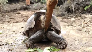 Diego, ţestoasa care şi-a salvat specia de la extincţie, iese la pensie